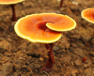 Our own organic Reishi farm