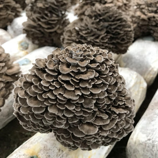 Maitake for Blood Pressure: Natural Support for Hypertension