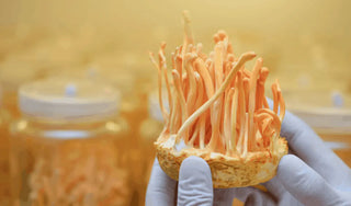 How Medicinal Mushroom Powders Can Help Digestive Imbalance