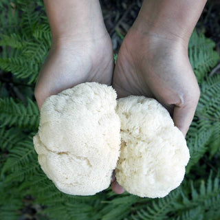 Mushrooms magnify memory by boosting nerve growth