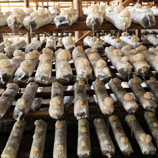 Explore how our organic Lion's mane mushrooms grow