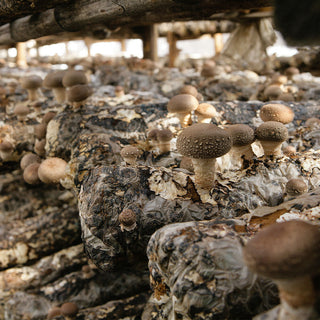 Our organic Shiitake mushroom farm