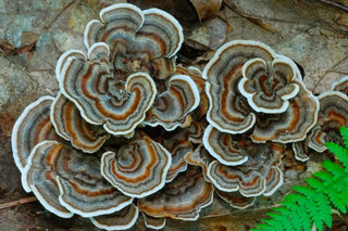 How Medicinal Mushroom Powders Can Improve Low Immune Resilience